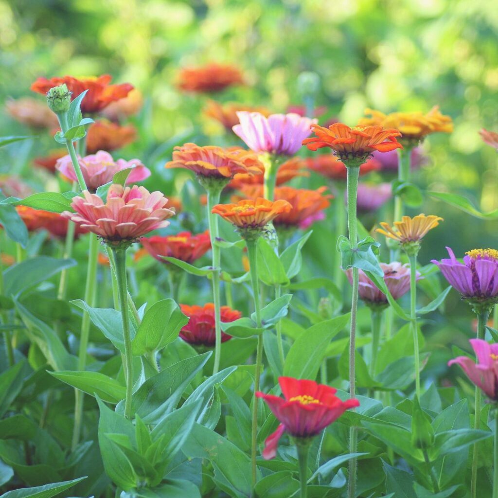 Colourful flowers in a green garden bed