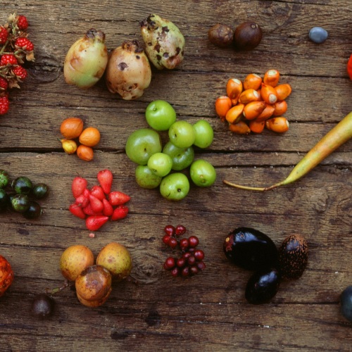 bushtucker ingredients in small piles on a wooden table